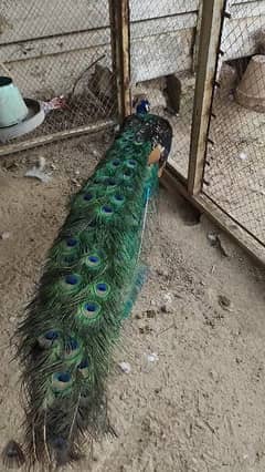 peacock mor moor