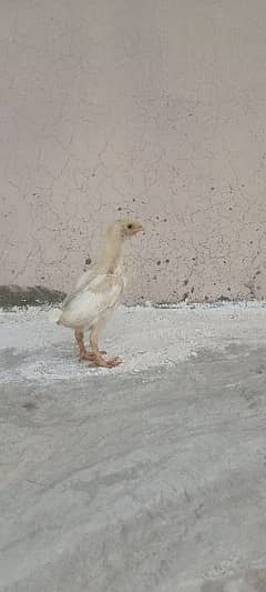 aseel heera chicks age 2 month