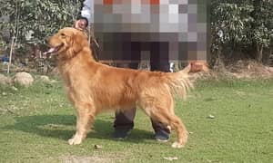 Mated Female Dog|Golden Retriever Male And Female Pair