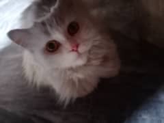 persian cat urgent sle