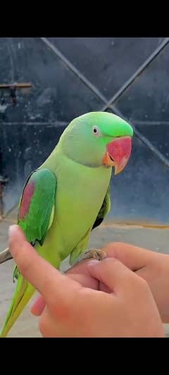 raw pahari parrot talkative for sale