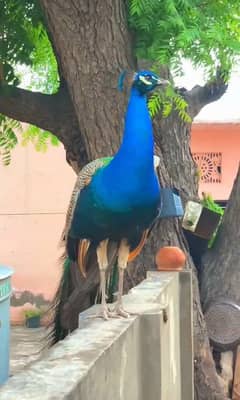 beautiful peacock num 0315-4370762
