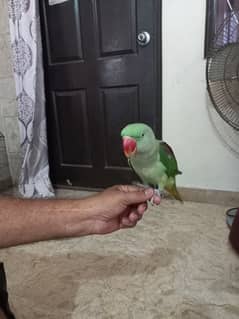 raw parrot age 6 months