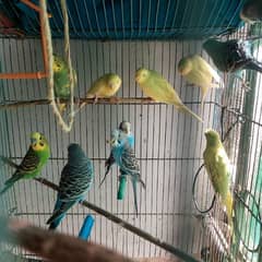 Budgie