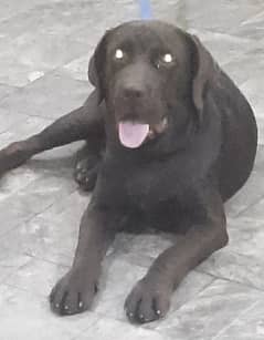 labrador champion bloodline