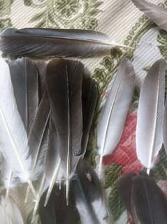 Feathers