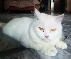 a very beautiful cat