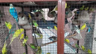 Budgies, healthy and breeder