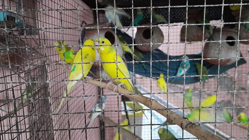 Budgies, healthy and breeder 1