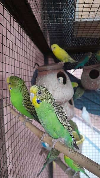 Budgies, healthy and breeder 2