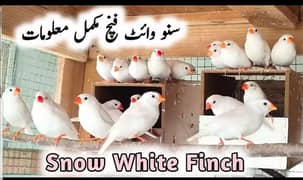 Snow White Finch Breeder Pairs