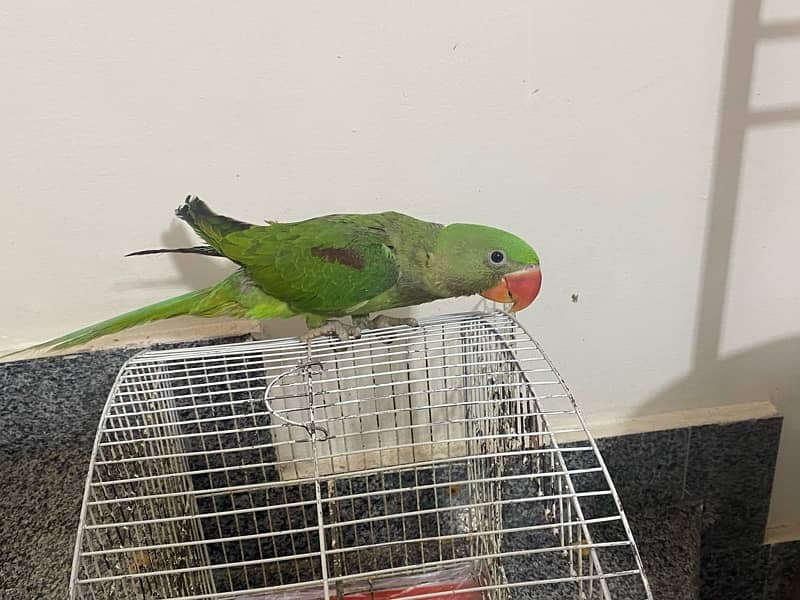 Green parrot 7