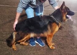 GERMAN SHEPHERD MALE AVAILABLE FOR SALE