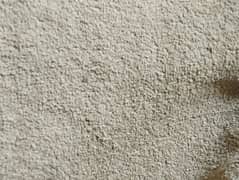 light brown carpet for sale