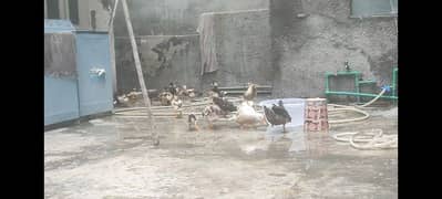 ducks