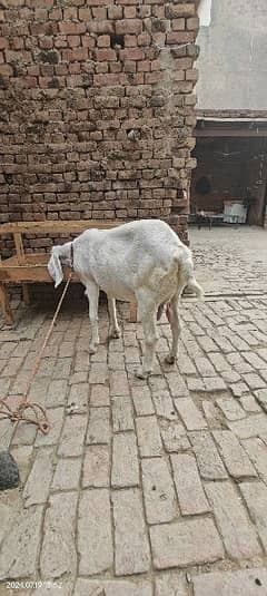 PURE RAJANPURI BAKRI FOR SALE