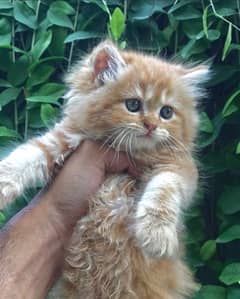 MALE FEMALE KITTENS / CATS AVAILABLE 0