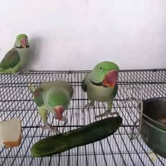 raw parrot 0