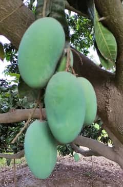 Delicious black Chansa mangoes
