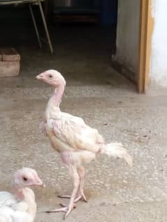 Heera chicks for sale And MIANWALI mushki madi for sale