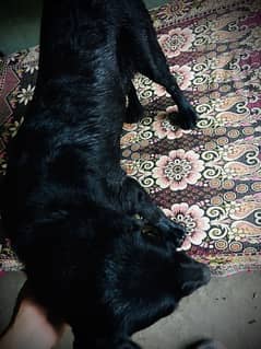 Female labrador…. . ,age 7 month contact 03481047687