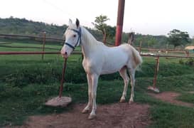 pure white nukra horse for sale