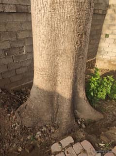 سمبل کا درخت