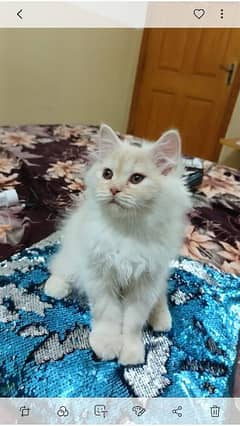 persian male and female kittens