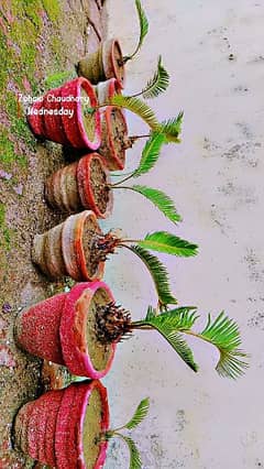 کنگی پام sago palm plants