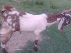 Bakra