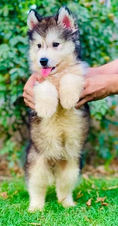 Alaskan malamute