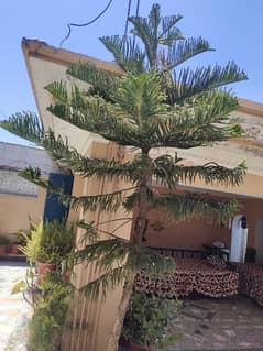 Araucaria Indoor Plant