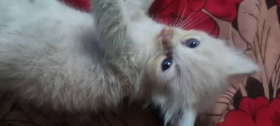 40 days blue eyes Persian cat for sale