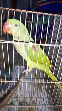 talking Raw parrot female