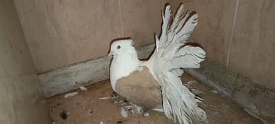 lakka pigeons
