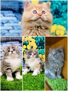 Persian / Kitten / Triple coat / Cute Cats / Fluffy Cat / small kitten