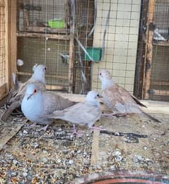 Red dove breeder pair