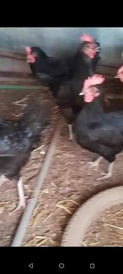 australorp