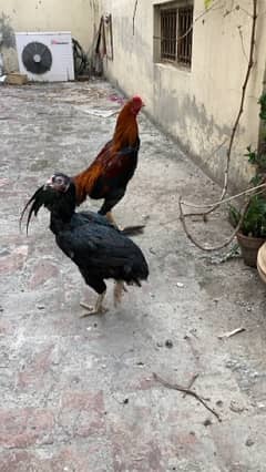 Top Quality Big Size Aseel Two (2) male three  (3) female for sale