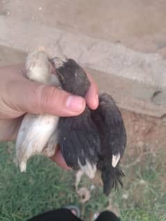 indian parrot beak chick 03195050837
