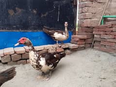 Moscoy ducks for sale