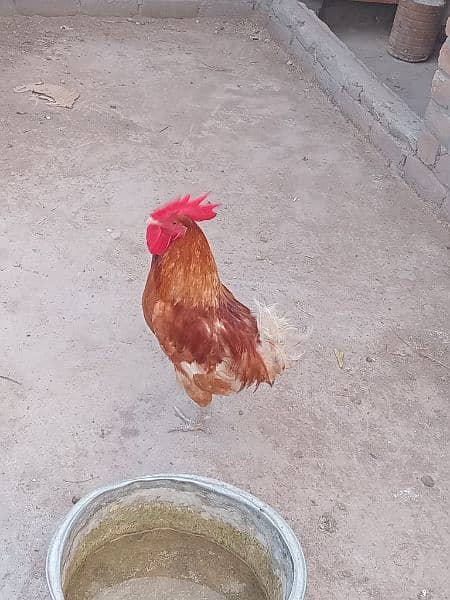 desi hen good condition 2000 ka 1 0