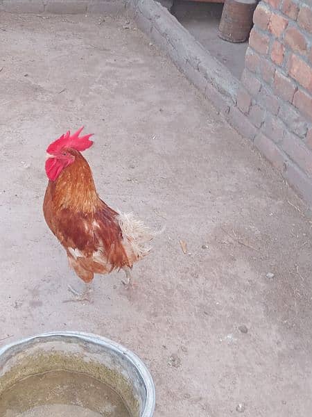 desi hen good condition 2000 ka 1 1