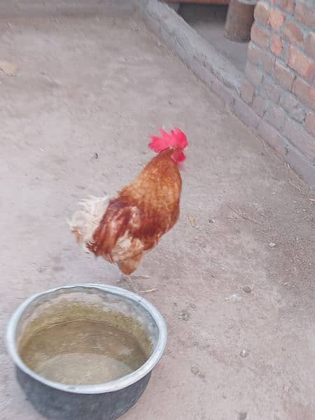 desi hen good condition 2000 ka 1 2