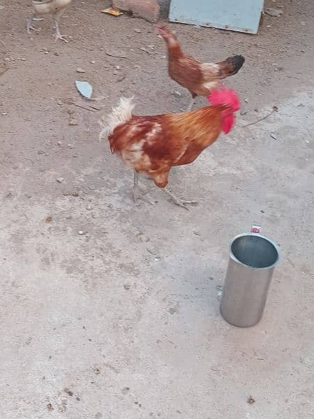 desi hen good condition 2000 ka 1 3