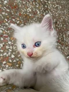 Persian kitten greyish eyes