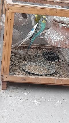 budgies parrot with cage