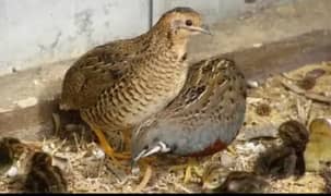 king quail batair or fancy quail bird & fertile eggs