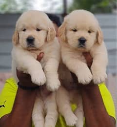 golden retriever puppies 03700502245