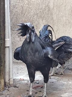 Ayam Cemani Grey tongue pair detail in description